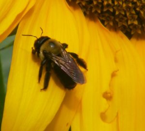 Carpenter bee visiting a sunflower. (credit Jackie Nagy)