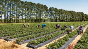 NC State Extension farmworker health and safety program training farmworkers